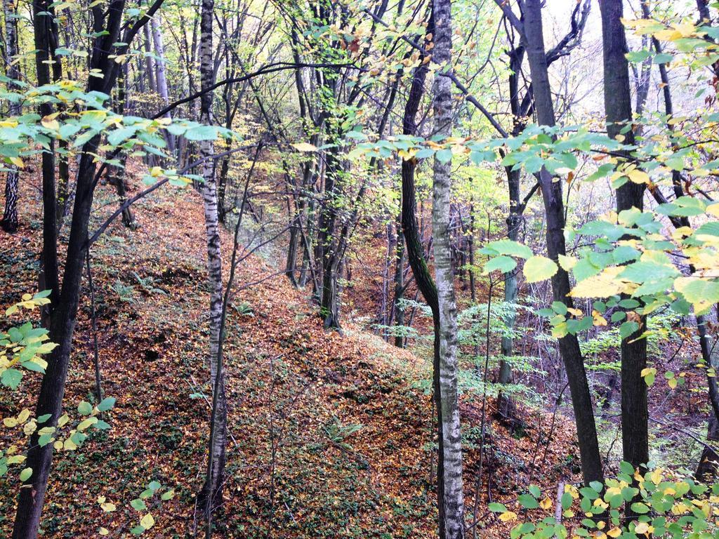 Osrodek Kwaskowa Villa Kazimierz Dolny Buitenkant foto